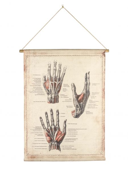 Wandkarte Anatomie der Hand Historische Karte 94cm Medizin antik Stil wall map